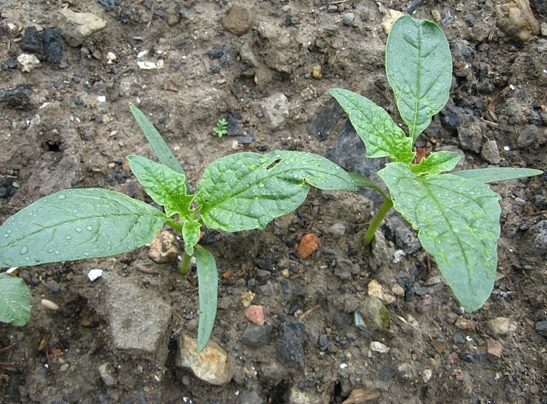 Image of Datura stramonium specimen.