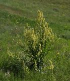 Verbascum lychnitis. Цветущее растение в степи. Белгородская обл., окр. пос. Борисовка, Острасьев Яр. 30.06.2009.