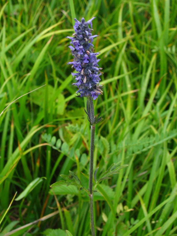 Image of Schizonepeta multifida specimen.