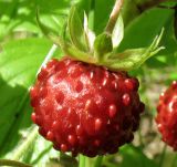 Fragaria vesca