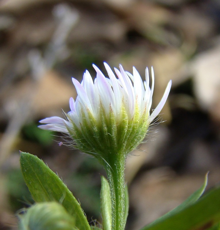 Image of Erigeron annuus specimen.