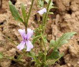 Parrya subsiliquosa
