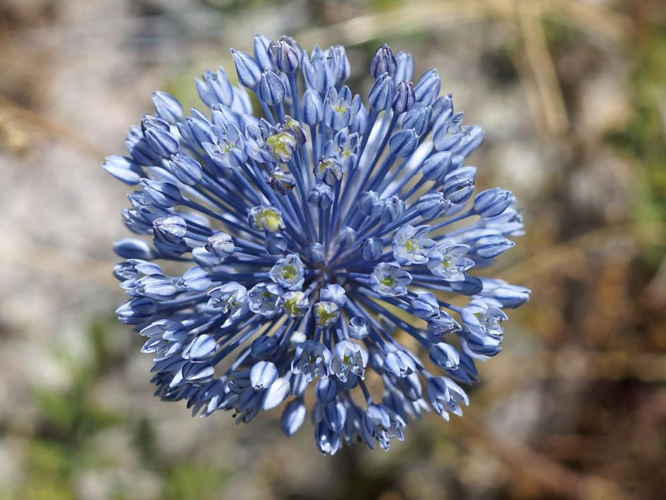 Image of Allium caesium specimen.