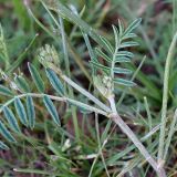 Astragalus macrotropis