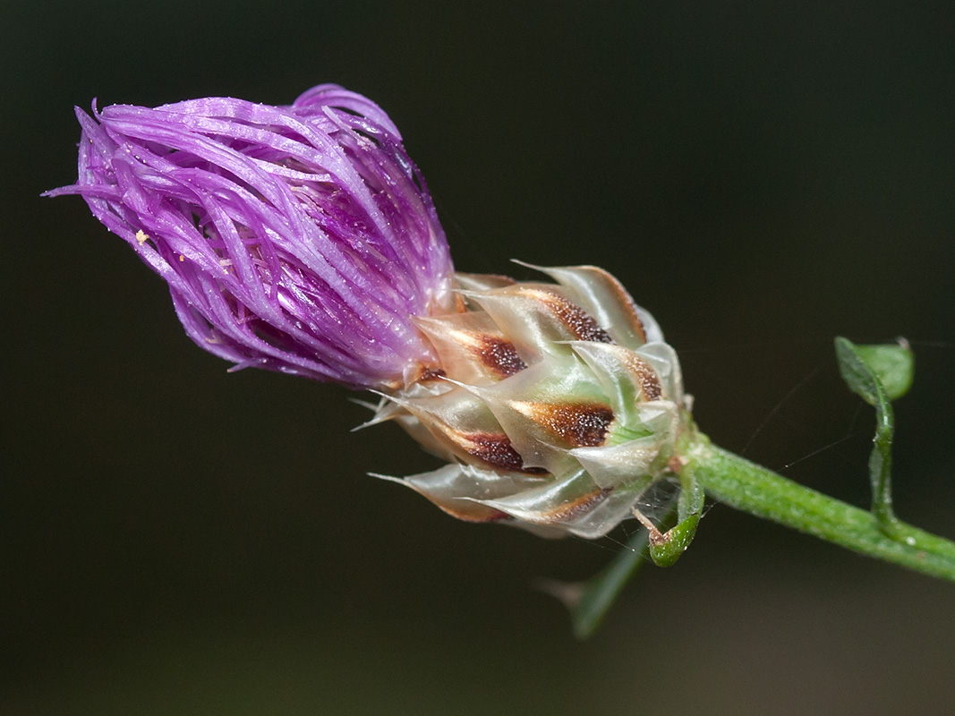 Image of Centaurea deusta specimen.