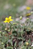 Potentilla orientalis. Верхушка цветущего растения. Южный Казахстан, горы Алатау (Даубаба), Западное ущелье. 15.05.2014.