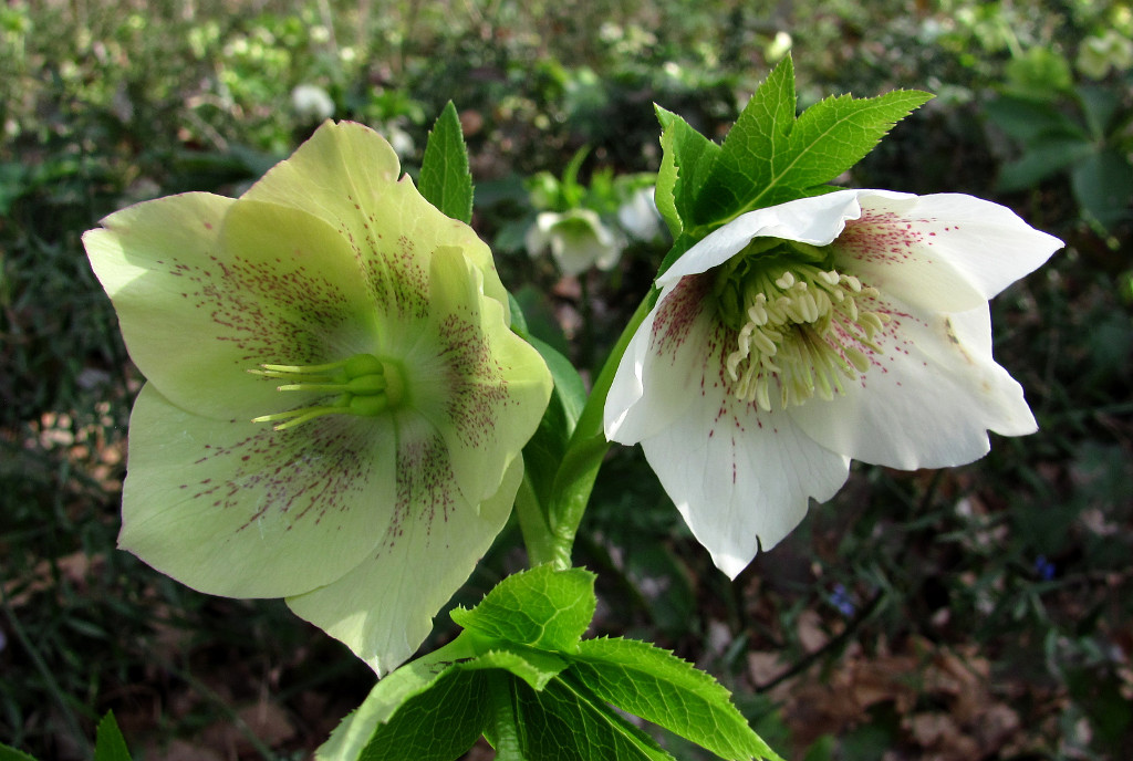 Image of Helleborus caucasicus specimen.