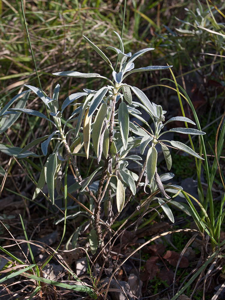 Image of Salvia officinalis specimen.