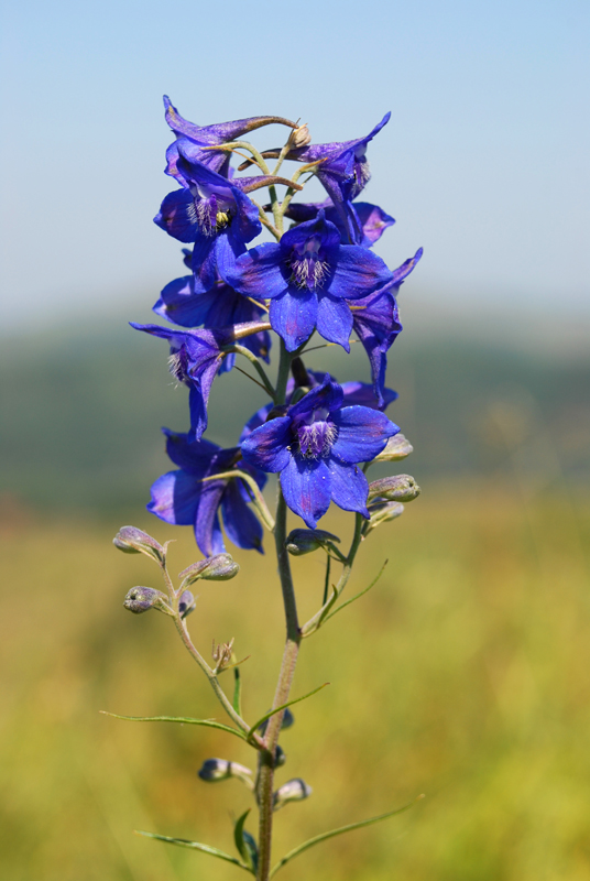 Image of Delphinium cyananthum specimen.