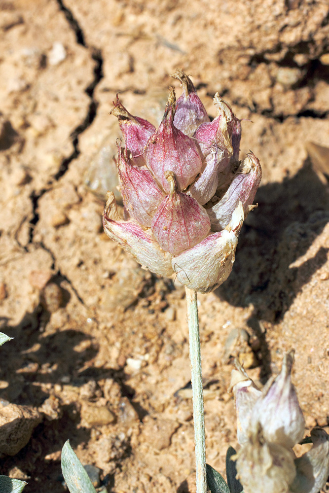 Изображение особи Astragalus schrenkianus.