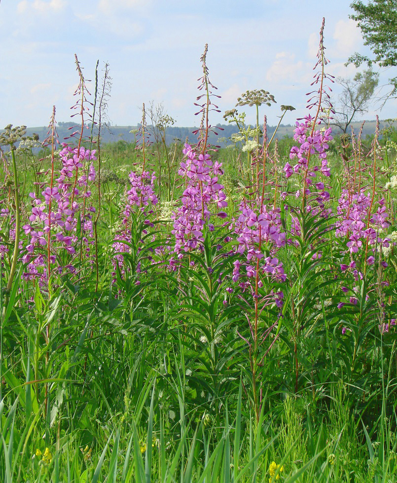 Image of Chamaenerion angustifolium specimen.