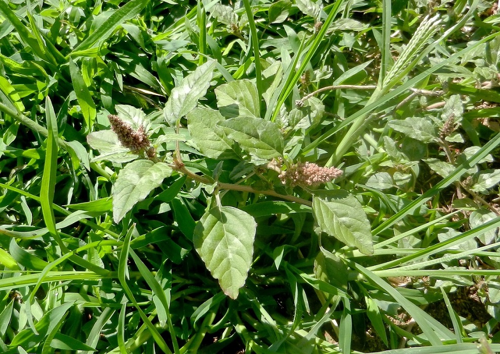 Изображение особи род Amaranthus.