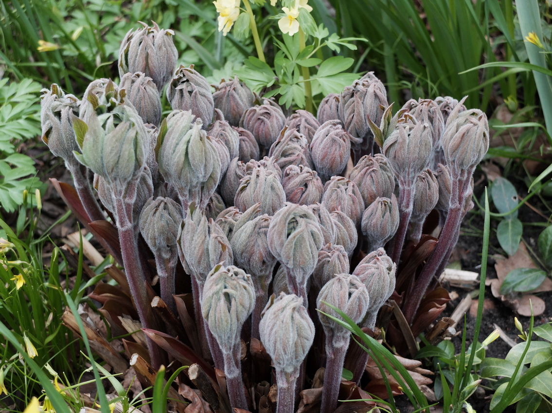 Image of Paeonia officinalis specimen.