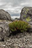 Rhodiola quadrifida. Плодоносящее растение. Свердловская обл., Карпинский городской округ, гора Серебрянский Камень, зона горной тундры на выс. 1100-1280 м н.у.м. 18.07.2015.