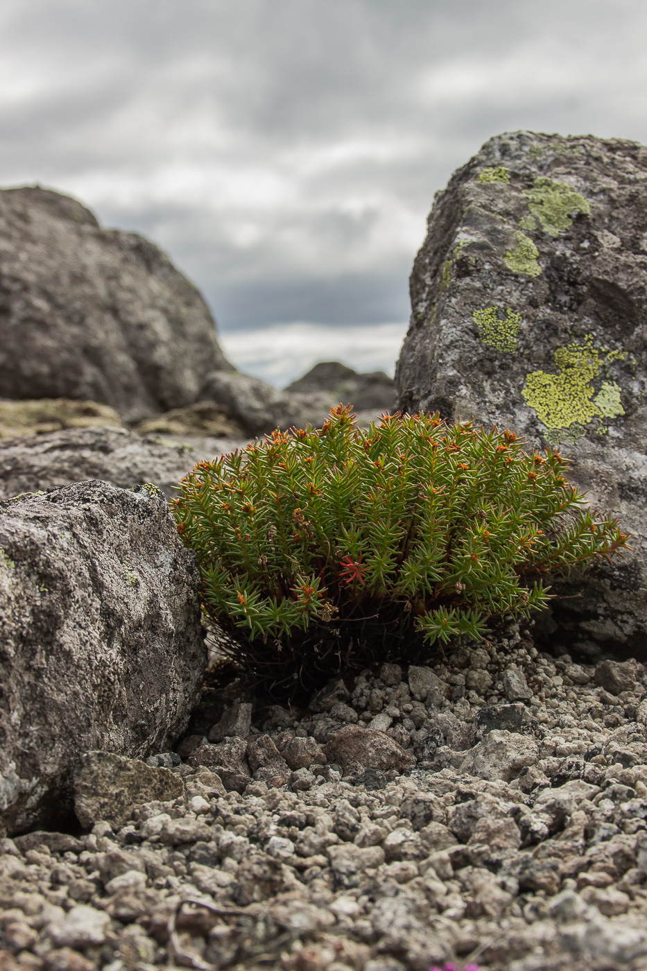 Image of Rhodiola quadrifida specimen.