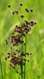 Juncus atratus