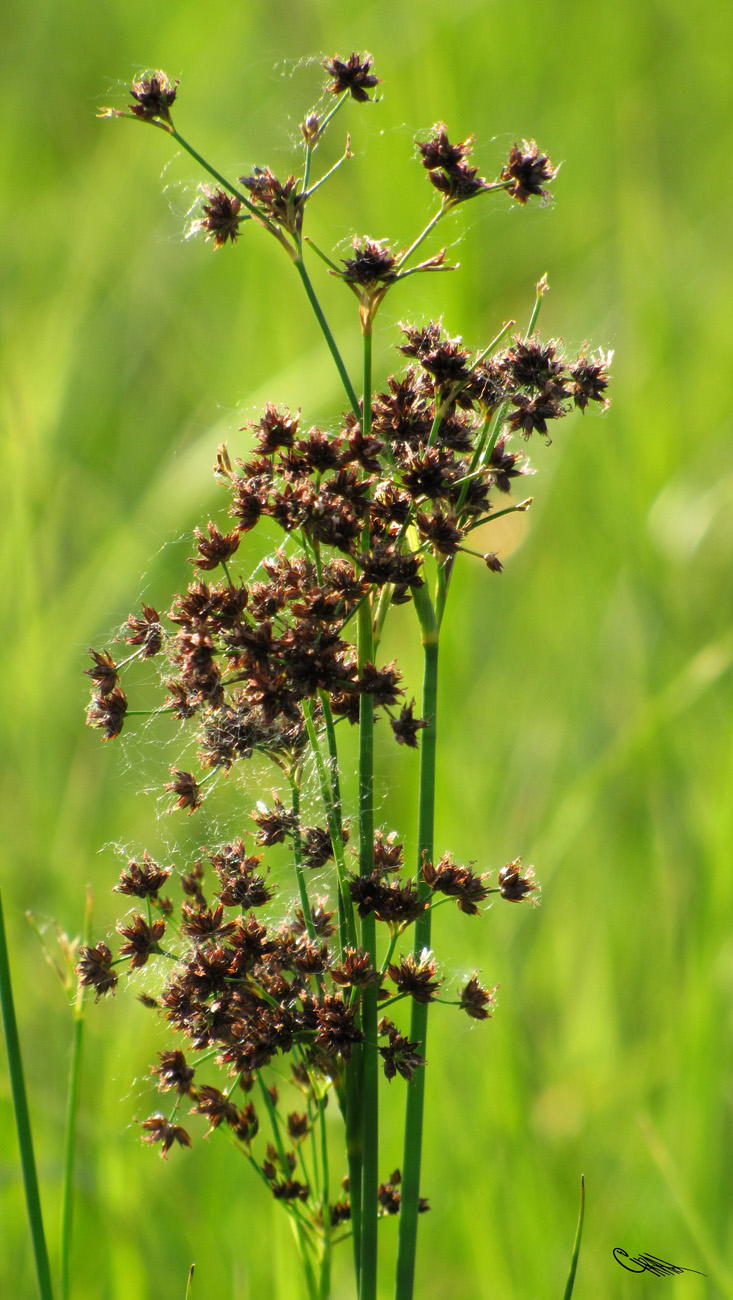 Изображение особи Juncus atratus.