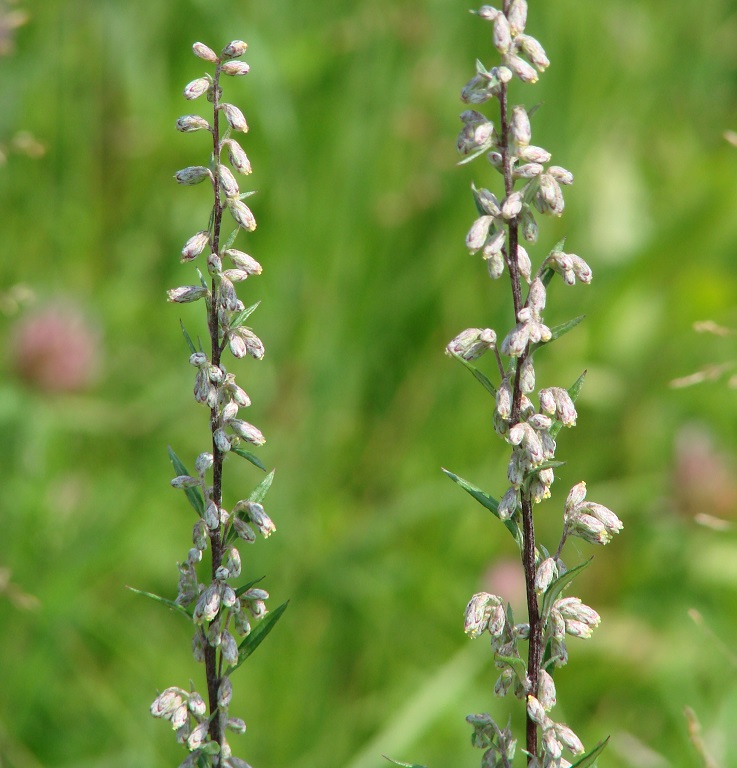 Image of Artemisia integrifolia specimen.