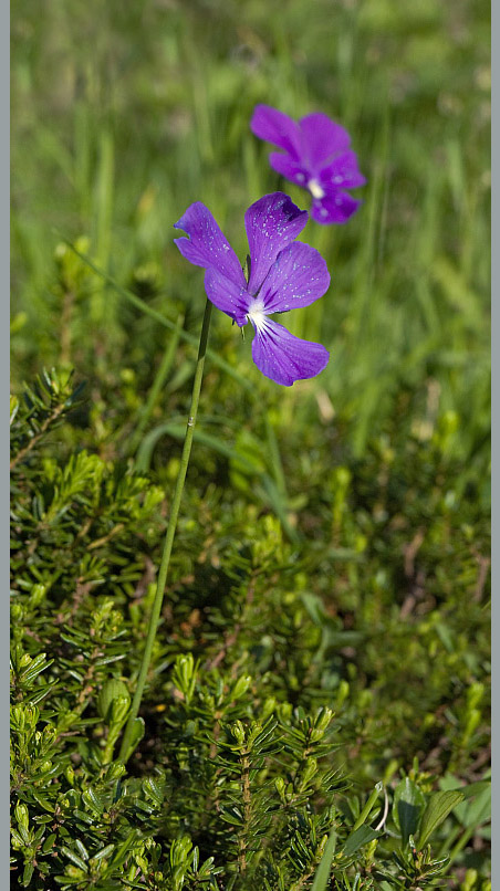 Изображение особи Viola altaica.