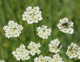 Chaerophyllum prescottii. Часть соцветия с кормящимися насекомыми. Восточный Казахстан, Глубоковский р-н, окр. с. Тарханка, берег речки. 16.06.2015.