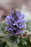 Lagotis decumbens