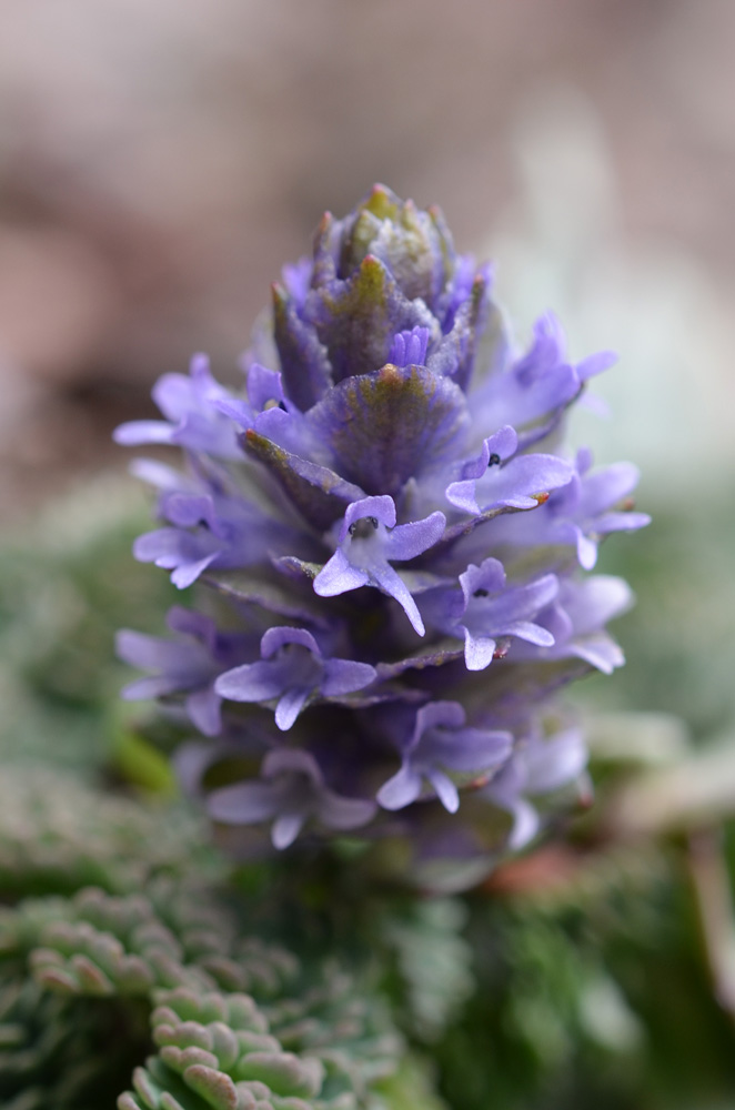 Изображение особи Lagotis decumbens.