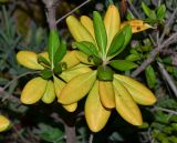 Pittosporum tobira