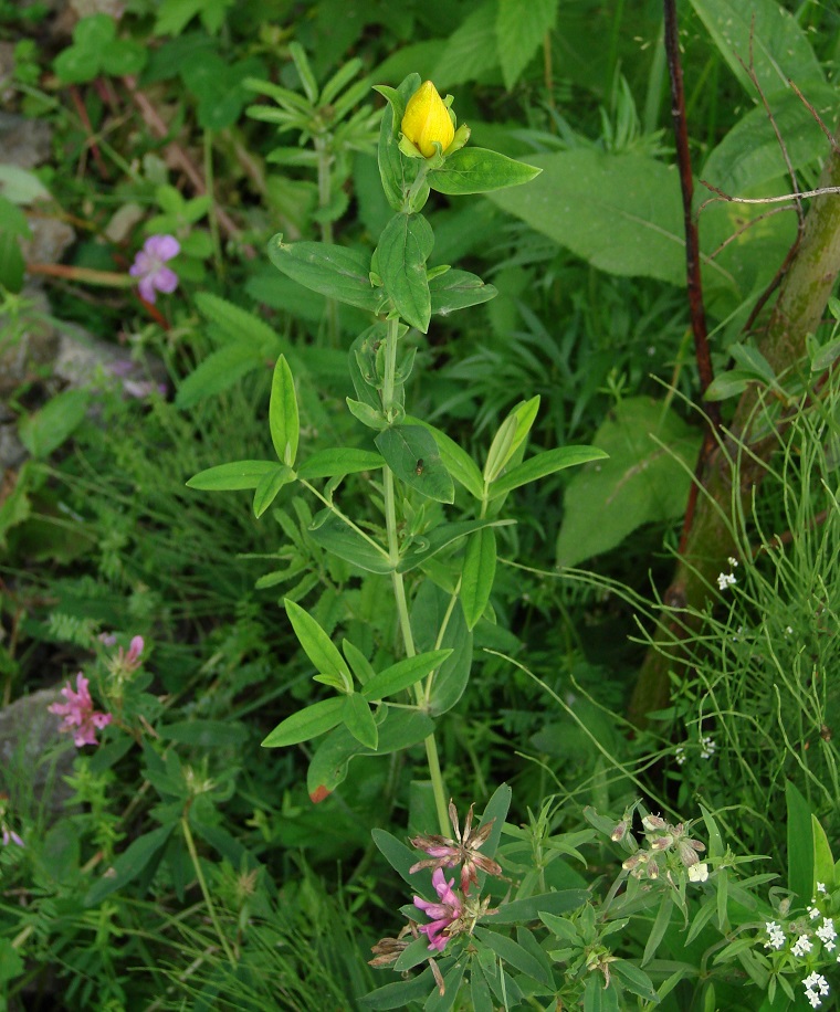 Изображение особи Hypericum ascyron.