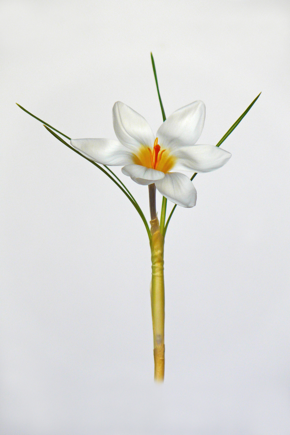 Image of Crocus biflorus specimen.