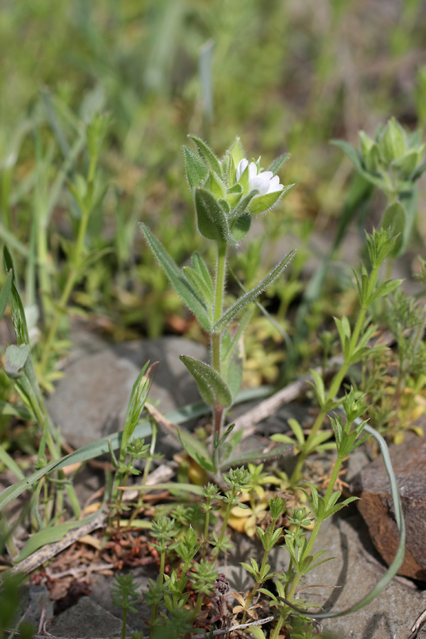Image of Cerastium inflatum specimen.