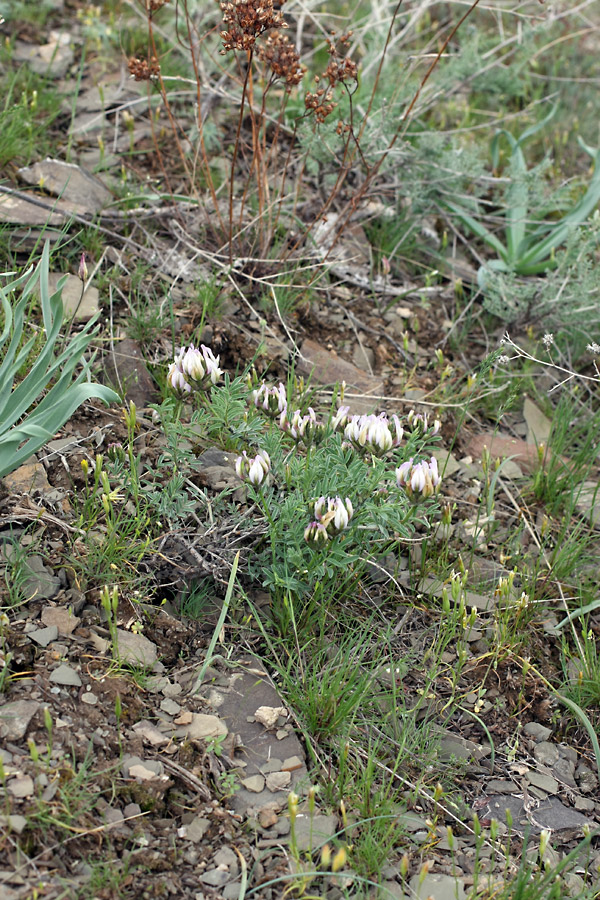 Изображение особи род Astragalus.