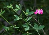 Lathyrus tuberosus. Верхушка цветущего растения. Приморский край, окр. г. Находка, южная часть п-ова Трудный, обочина дороги. 06.08.2015.