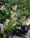 Silene chamarensis