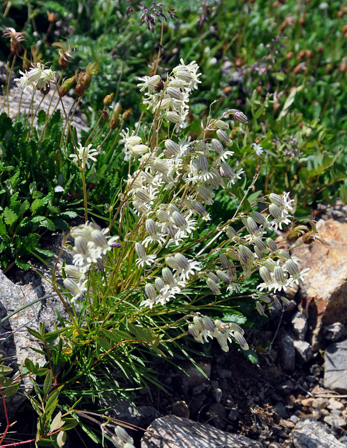 Image of Silene chamarensis specimen.