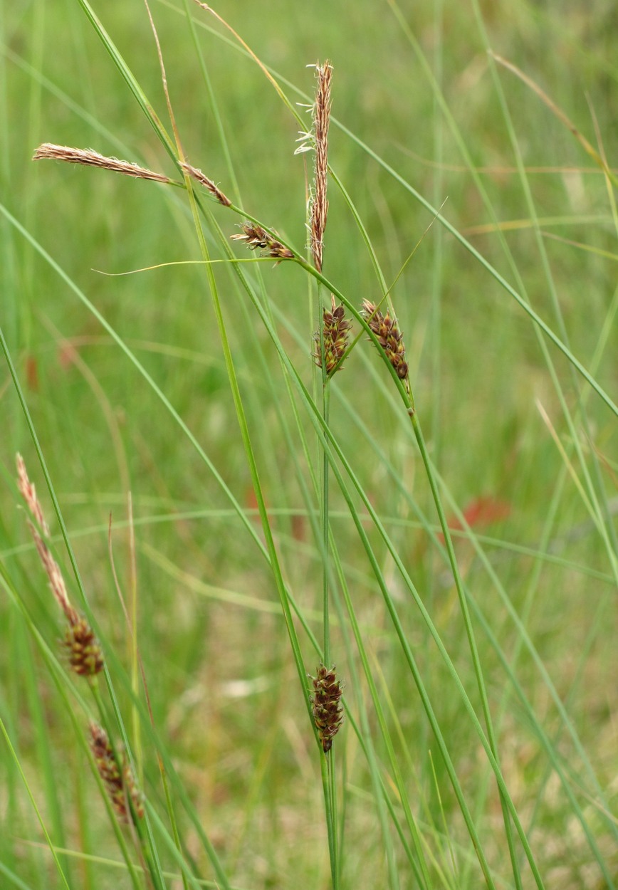 Изображение особи Carex lasiocarpa.