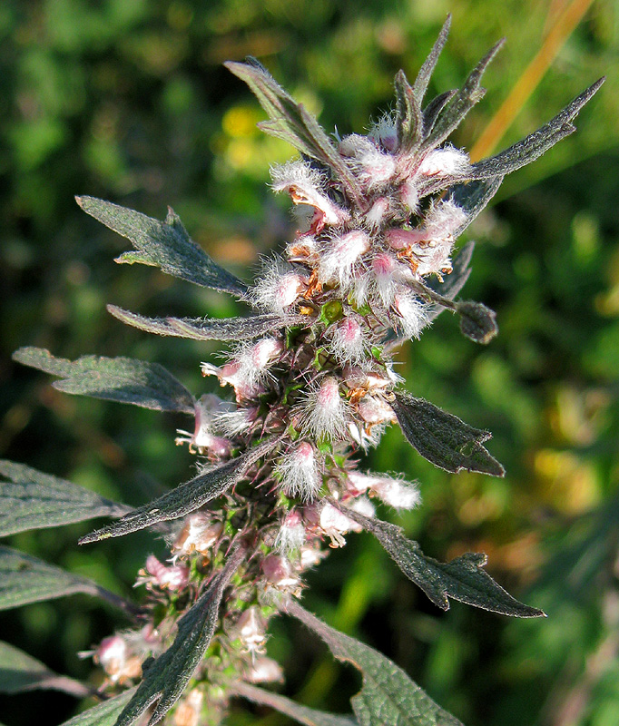 Image of Leonurus quinquelobatus specimen.