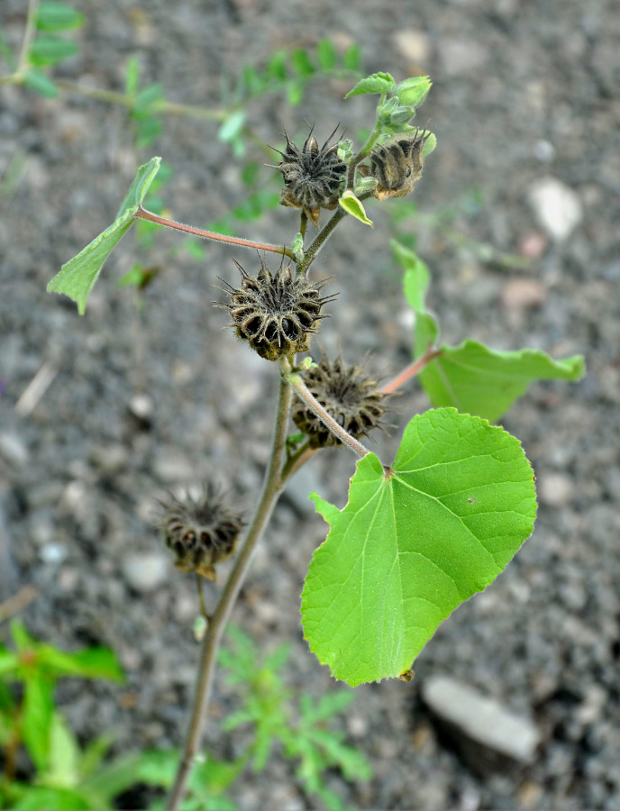 Image of Abutilon theophrasti specimen.