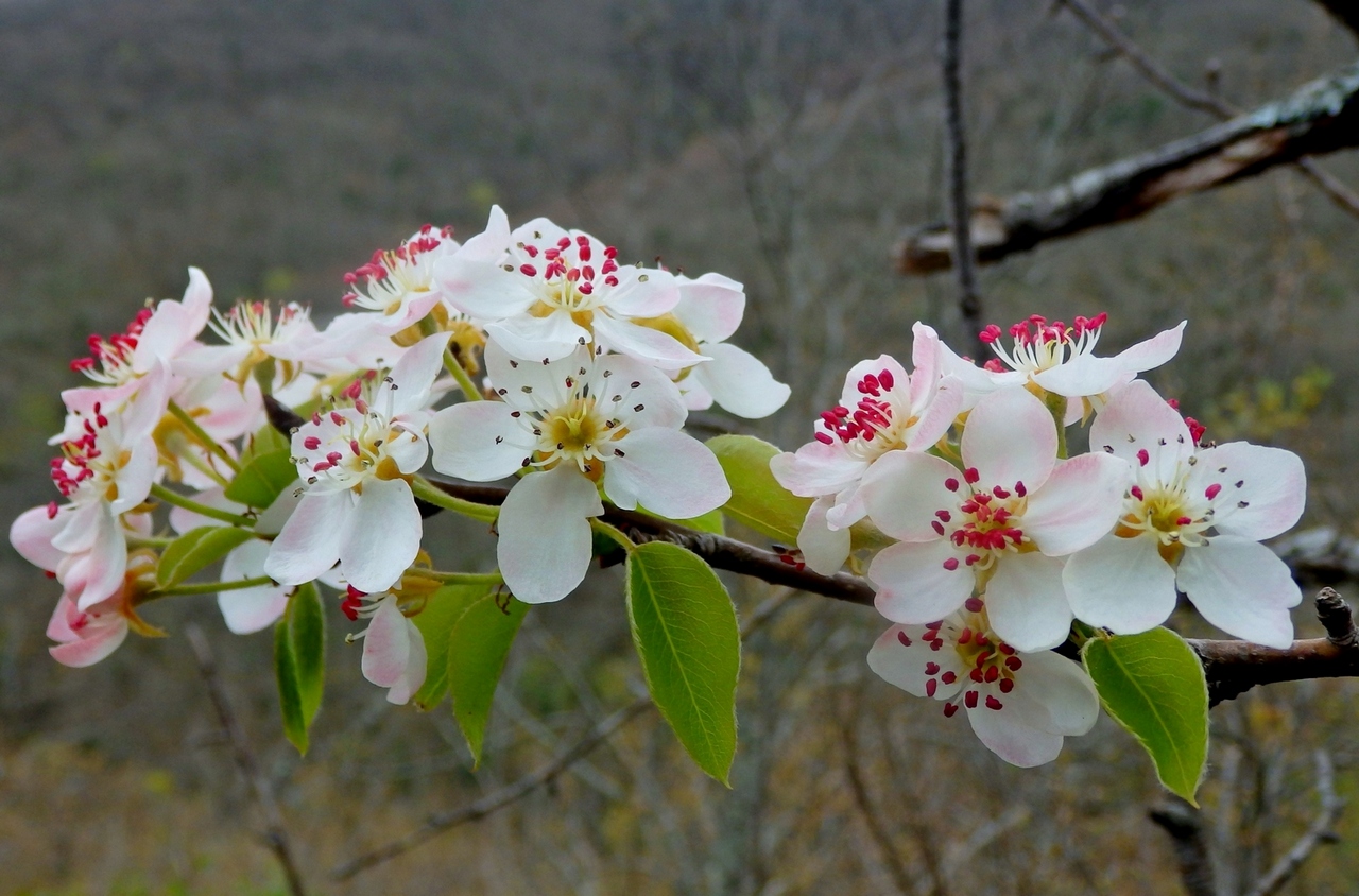 Image of Pyrus caucasica specimen.