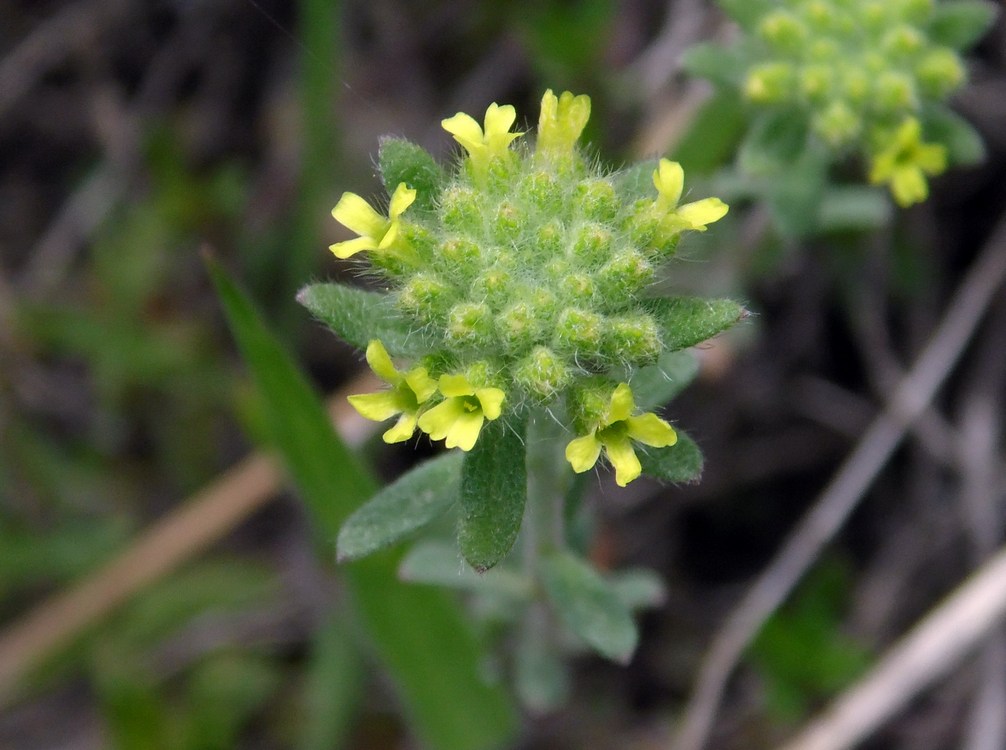 Image of Alyssum alyssoides specimen.