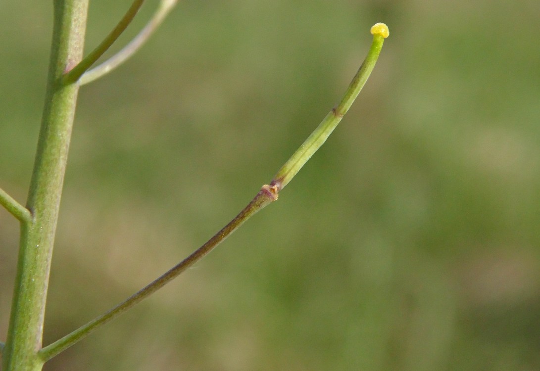 Image of Brassica campestris specimen.