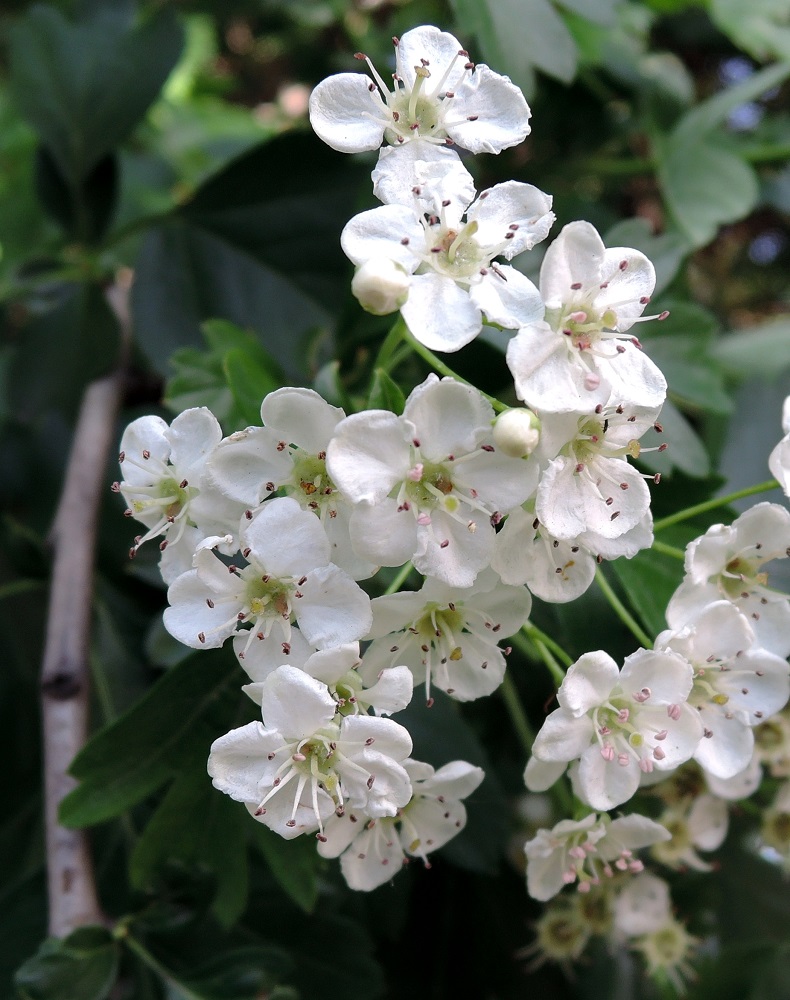 Изображение особи Crataegus monogyna.