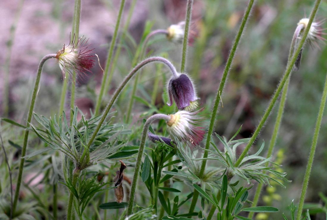 Изображение особи Pulsatilla pratensis.