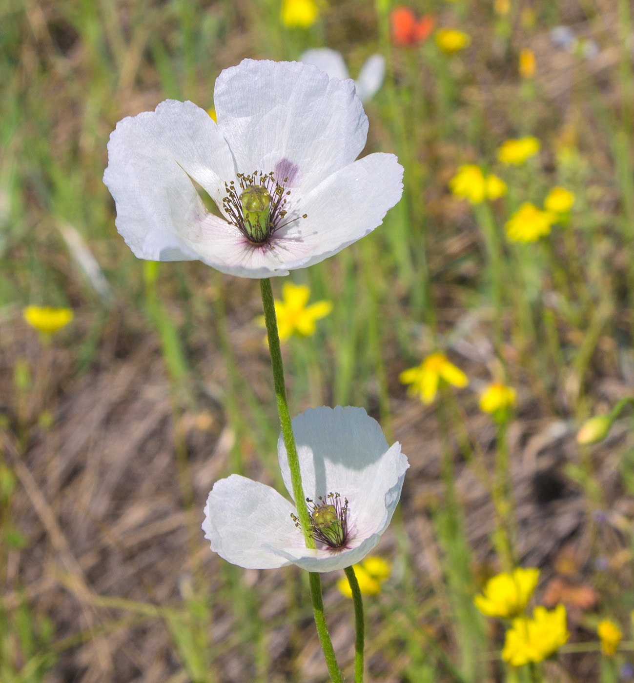 Image of Papaver albiflorum specimen.