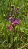 Dodecatheon meadia