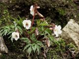 Viola chaerophylloides