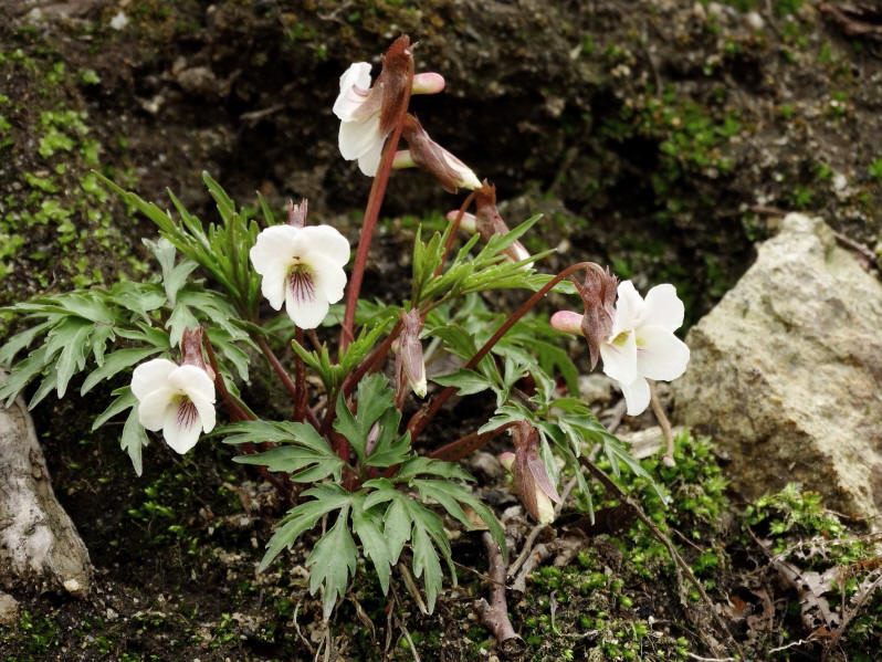 Image of Viola chaerophylloides specimen.