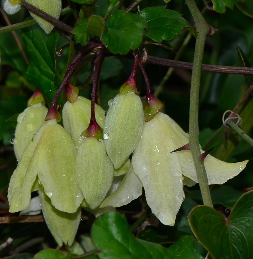 Image of Clematis cirrhosa specimen.