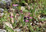 Centaurium pulchellum. Верхушка цветущего растения. Узбекистан, Ташкентская обл., склон Угамского хр. близ устья Наволисая. 11.06.2016.