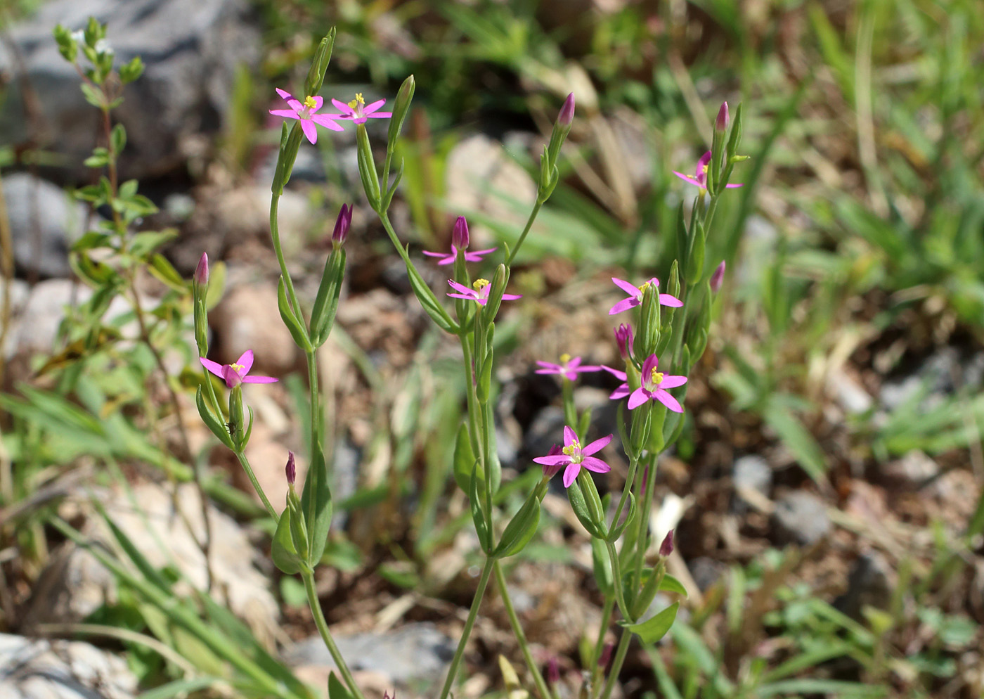 Image of Centaurium pulchellum specimen.