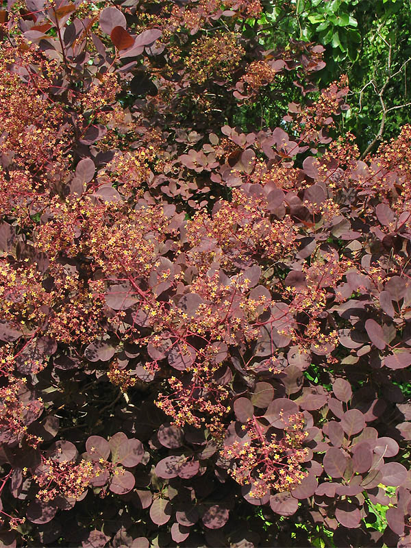 Image of Cotinus coggygria specimen.